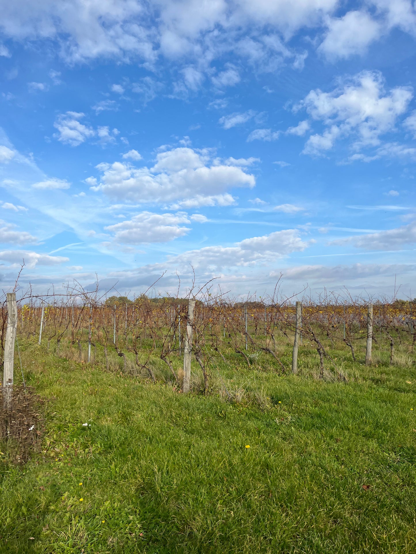 Borderline Wine - Polish Vineyard Trip 🇵🇱 23.08.2025